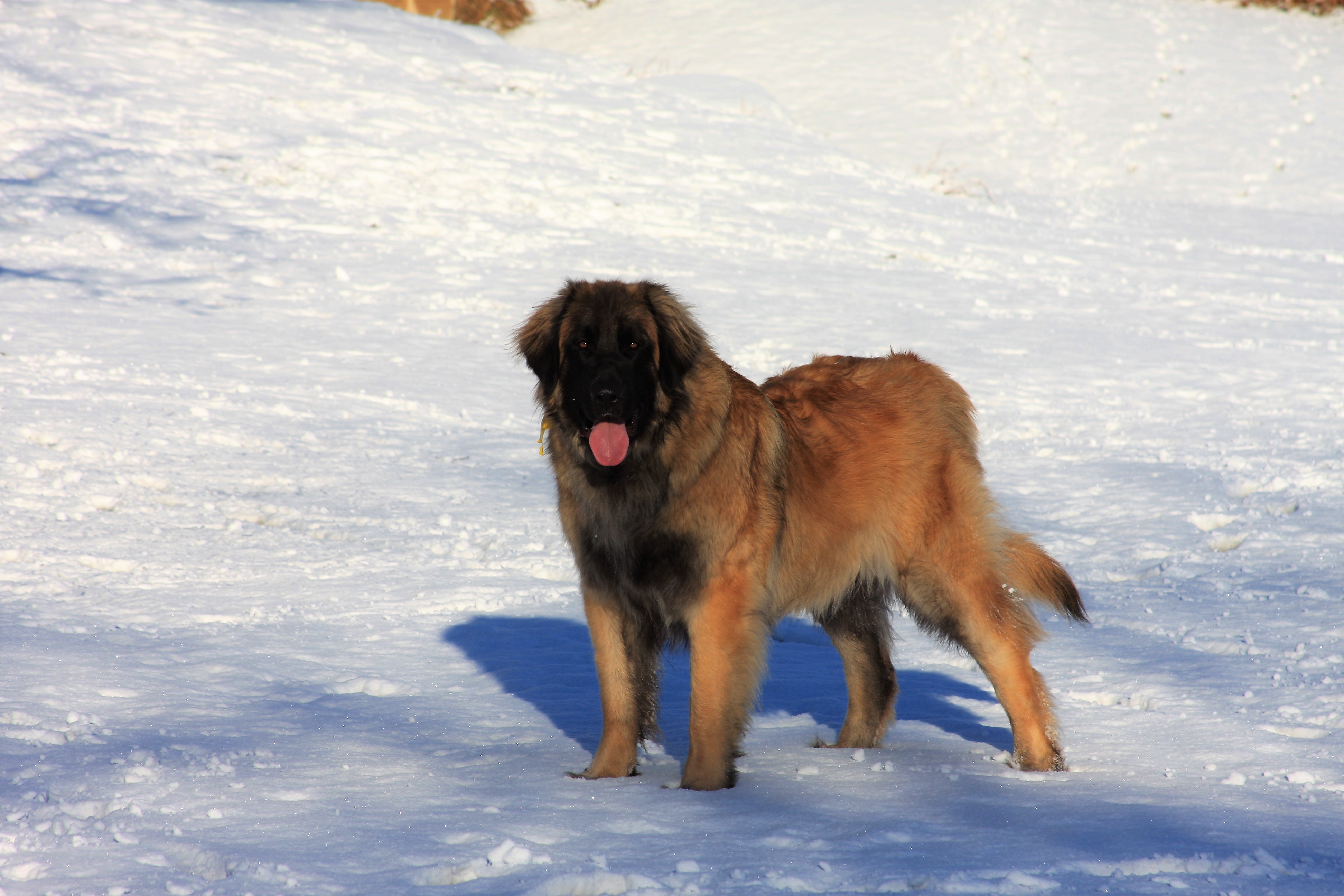 Digger a male Leonberger